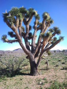 joshua tree